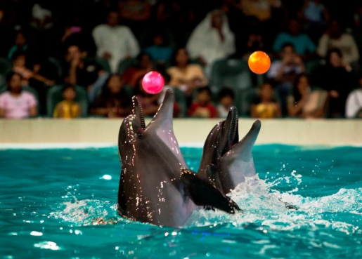 Dubai Dolphinarium